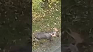 Elk Bear Hunting Sweden