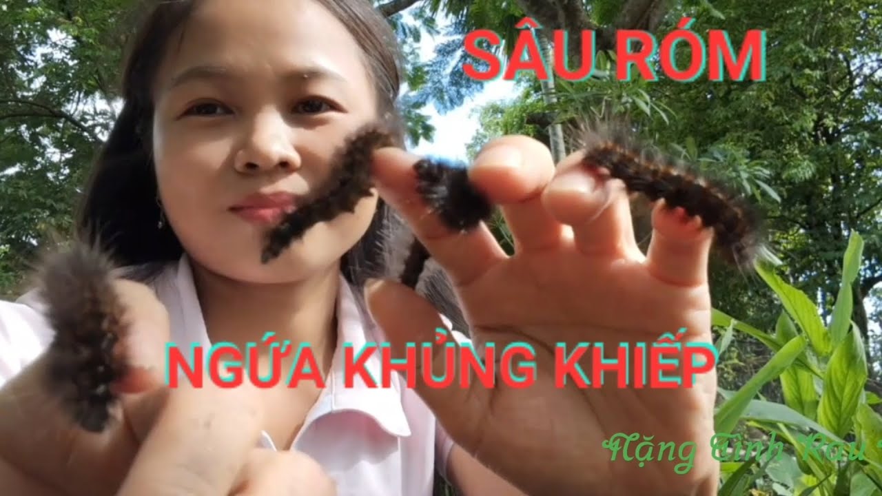 Sâu róm có bộ lông ngứa kinh khủng nhất /@nangtinhraumop - YouTube