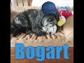 BOGART Podcast #9 July 4, 2022