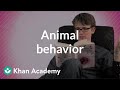Animal behavior  crash course biology  khan academy