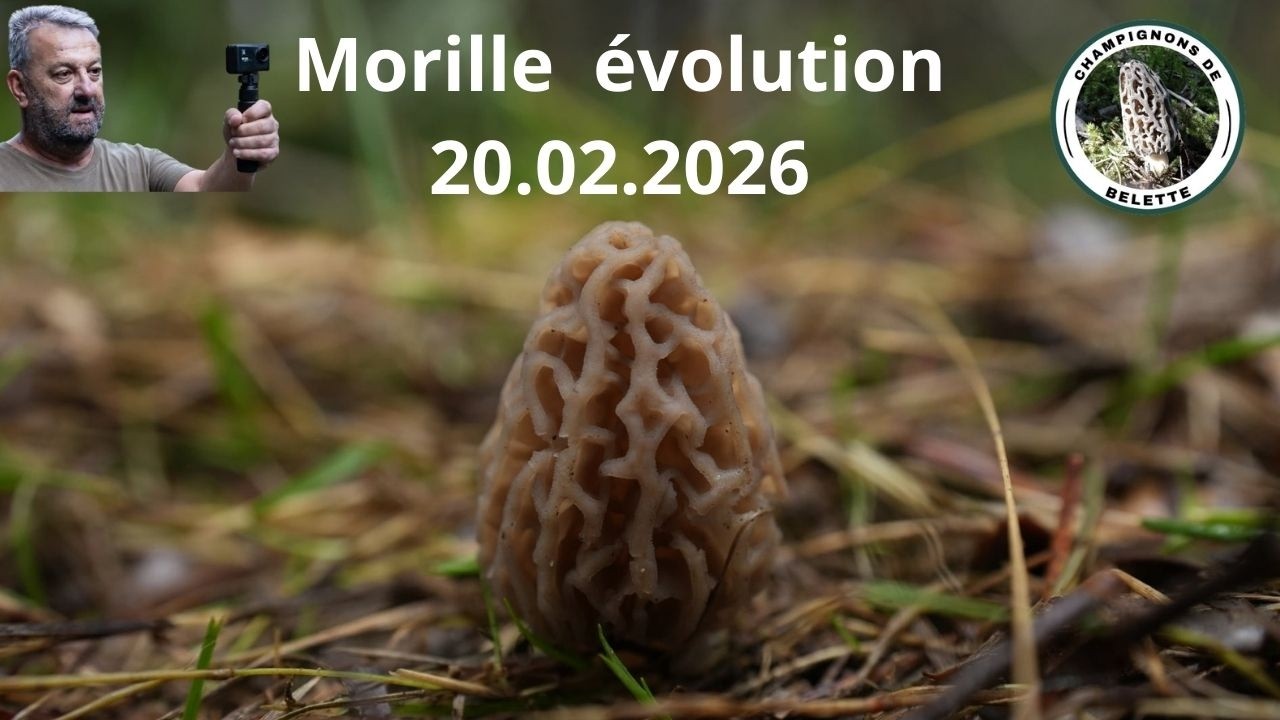 𝗠𝗢𝗥𝗜𝗟𝗟𝗘 𝗦𝗨𝗜𝗧𝗘 É𝗩𝗢𝗟𝗨𝗧𝗜𝗢𝗡 𝗹𝗲 𝟮𝟬.𝟬𝟮.𝟮𝟬𝟮𝟲  🌲🍄🌳#mushroom #champignons #foret #fungi