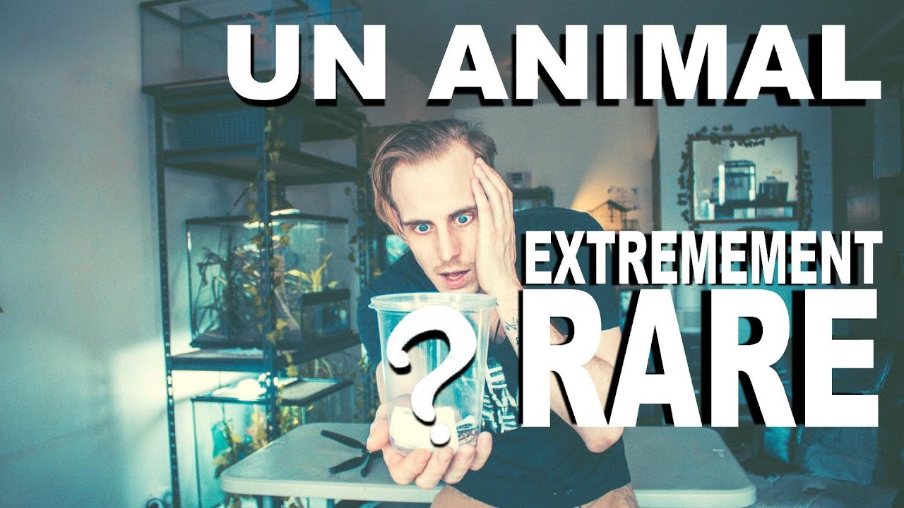 On vous présente un Animal extrêmement rare au Canada.