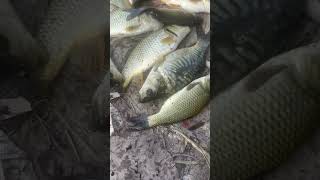 #fishing #viral #shorts #fishinglife #viralvideo ? Small catch, big happiness 😄🎣”