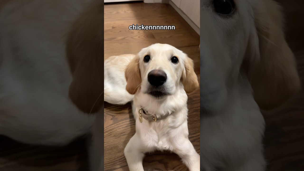 Oh dear! I got The Chompies🤤🧀 