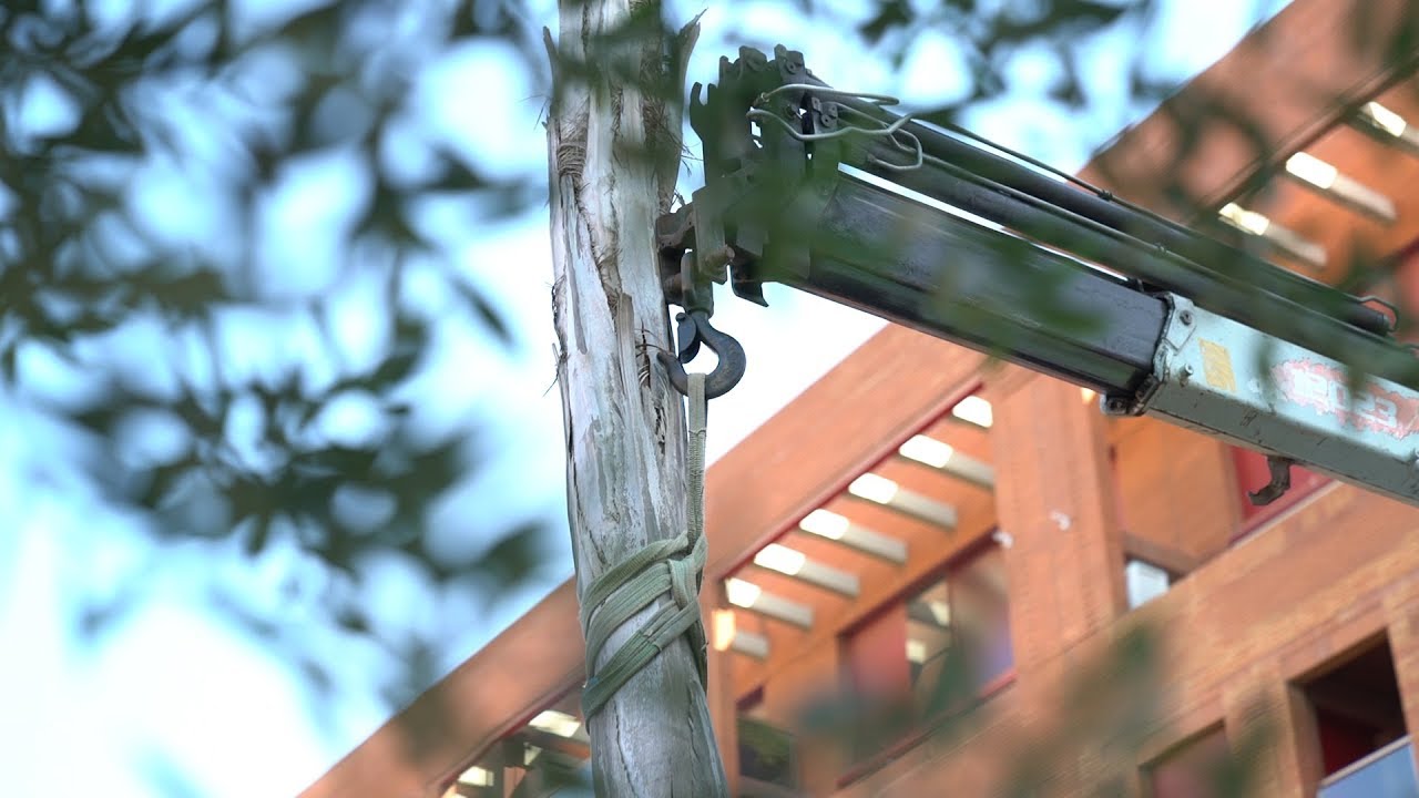 barcelona catalonia plaza hotel Tornen les palmeres a Barcelona