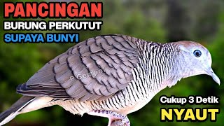 Perkutut lokal gacor suara besar Pancingan untuk yang malas bunyi di jamin langsung nyaut
