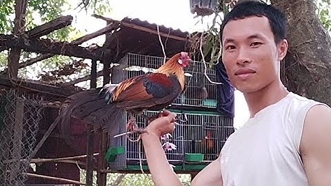 chăm sóc bổ sung thức ăn gì cho gà rừng mùa thay lông???