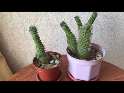 Video: „Zasněžené“kaktusy V Interiéru. Mammillaria. Domácí Péče. Fotografie