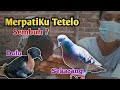 Review Merpati Tetelo ,Gimana Kabarnya