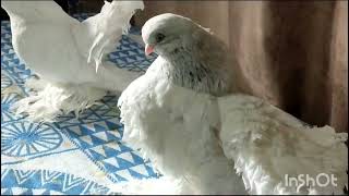 Голуби Статные Ростовский Лебедь(Stately Pigeons Rostov Swan)