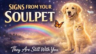 Signs From Your SoulPet: How Pets Communicate From the Other Side
