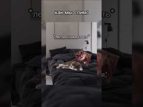 «кися» #футажи #fypシ゚viral #catmemes #cat #котики #мемыскотами #мемы #рекомендации #юмор