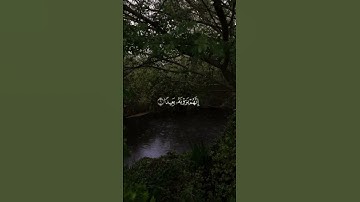فَاصْبِرْ صَبْرًا جَمِيلًا _ إِنَّهُمْ يَرَوْنَهُ بَعِيدًا ||تلاوة مريحة بصوت الشيخ ماهر المعيقلي💗🌿