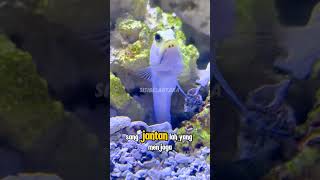 Download Lagu 🐟 Ikan Jawfish — Ayah Paling Setia di Lautan! MP3 Download Lagu 🐟 Ikan Jawfish — Ayah Paling Setia di Lautan! MP3
