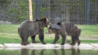 Yellowstone  Grizzly Battle