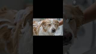 Dirty Dog Rescue! 🐶💦 From Dusty Hole to Bubble Bath