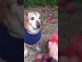 Apple dog meme #shorts #shortsvideo #shortsviral #memes #merrychristmas