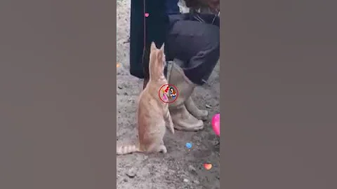 Video 2785891: funnycats funniest, funnycats cute animals, funniest cutest cats, best cutest cat, longing