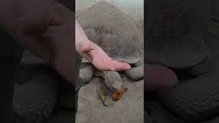 Confident sulcata tortoise eats like a king. #shorts