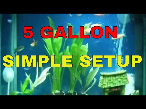Aquarium Sample Setup for Beginners (5 Gallon Fish Tank