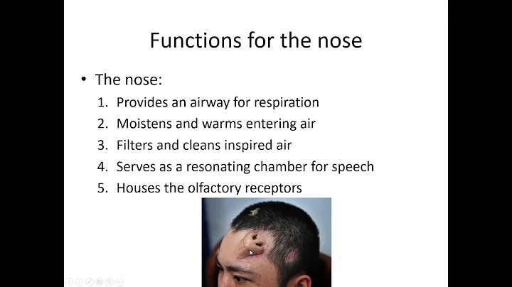 Upper respiratory system