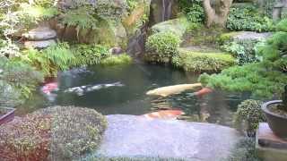 Modern Koi Blog #263 - Live from Japan: A 5,000-liter dream pond