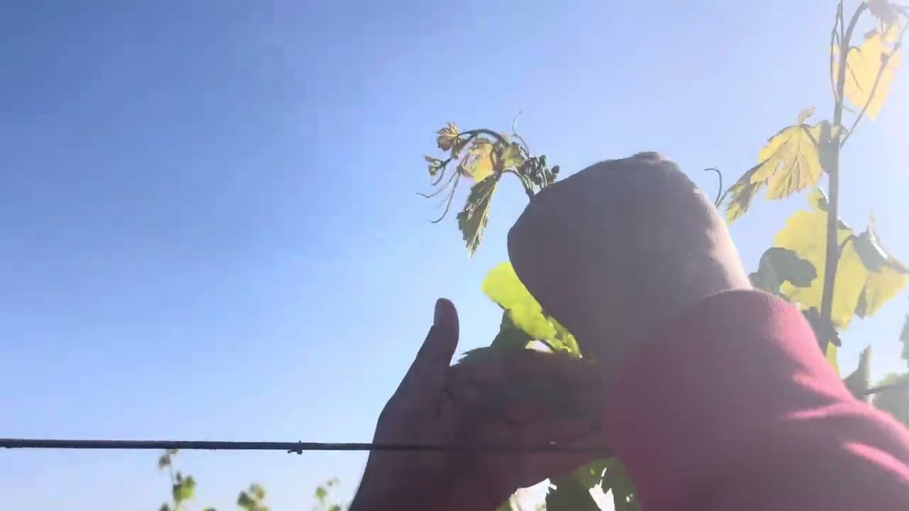 نجاح مذهل لتجربة تجديد الأشجار المسنة في العنب