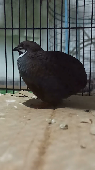 Puyuh Batu Jantan Gacor (PIPIKAU)