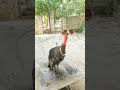 اكسبلور Maledives Cat البيتا Funny البخل Animals الجيلي Cute Food اكسبلور Maledives Cat البيتا Funny البخل Animals الجيلي Cute Food