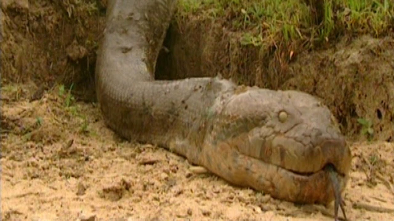 Snake world record longest Longest snake