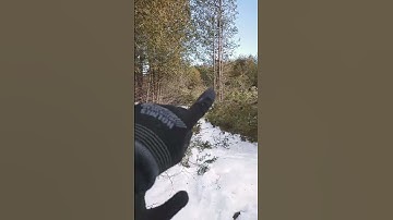(part 5) Update on logging cedar to clear the area for the offgrid house with my dad.
