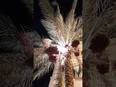 الفواكه اكل الخفافيش في مصر خفاش مصري