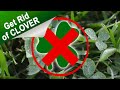 How To Get Rid Of Clover In Your Lawn