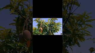Ramnagar की लीची #fruit #mango #minivlog #funny #viral #comedy