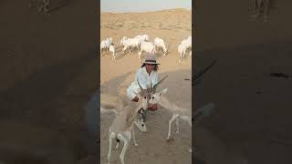 Ritz-Carlton Al Wadi, Ras Al Khaimah: Up Close with Desert Wildlife 🦌