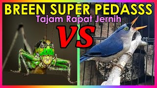 Masteran Belalang Raja VS Rambatan Paruh Merah Gacor Speed Rapat Tajam Panjang Jernih Jeda Suara Air