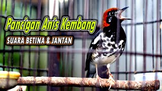 SUARA ANIS KEMBANG BETINA MEMANGGIL JANTAN DAN ANIS KEMBANG JANTAN GACOR UTUK PANCINGAN ANIS KEMBANG