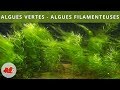 Algues vertes  algues filamenteuses