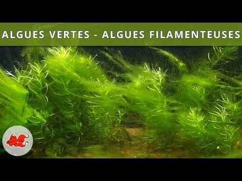 Vidéo: Bactéries D'étang : Pour Nettoyer Les étangs Piscicoles Des Algues, De La Verdure Et Du Limon, MACRO-ZYME, 