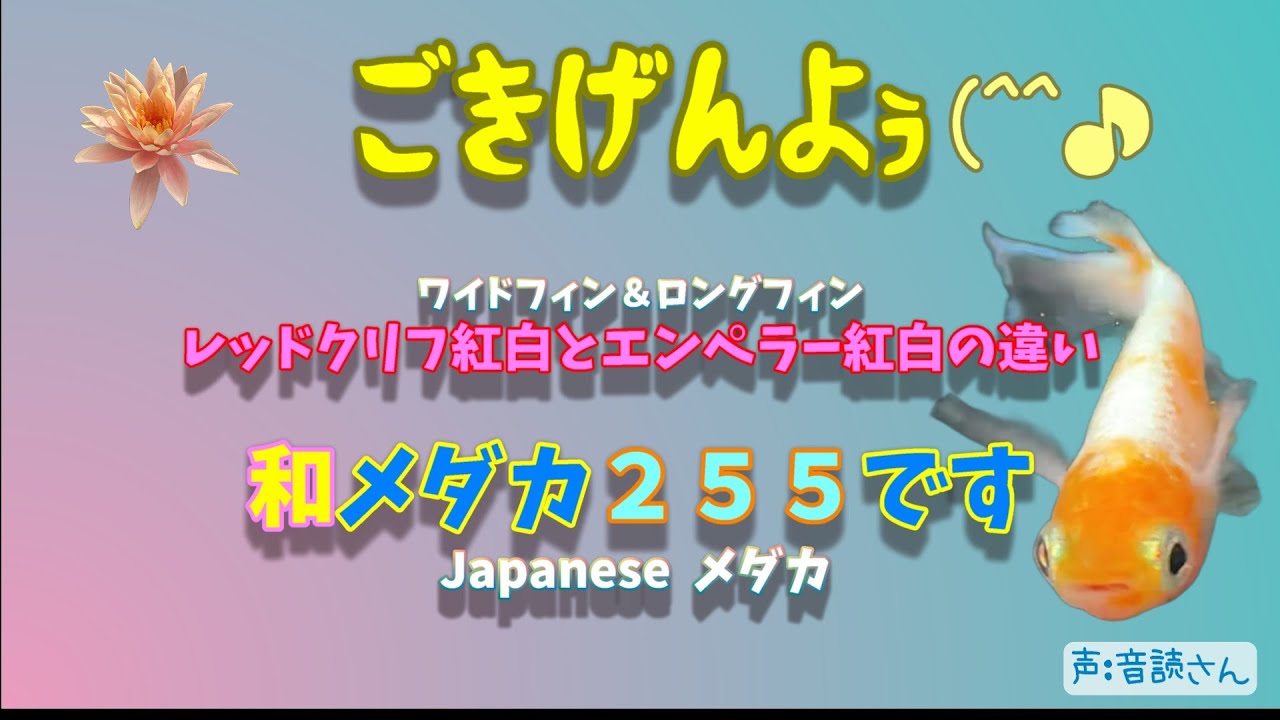 メダカ　紅白タイプキッシングワイドフィン 楽天市場】（めだか）紅華キッシングワイドフィンメダカ（3匹