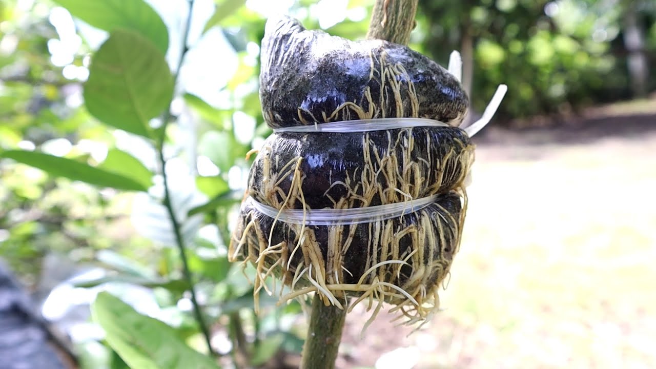 Right Method To Air Layer Fruit Tree Inspiration Today YouTube