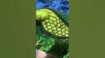 The python(official music video)