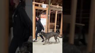 Junior handler training with deerhound