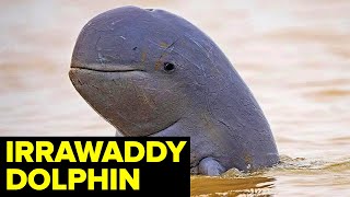 The RAREST Dolphin In The World — ENDANGERED River Dolphin by Our planet 156 views 2 months ago 14 minutes, 41 seconds
