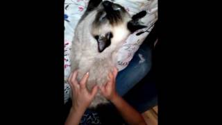 Мастит у кошки: как лечить Мастит у кошки: как лечить