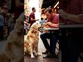 A dog taught the humans what humanity means #dog #humanity #viral #shorts