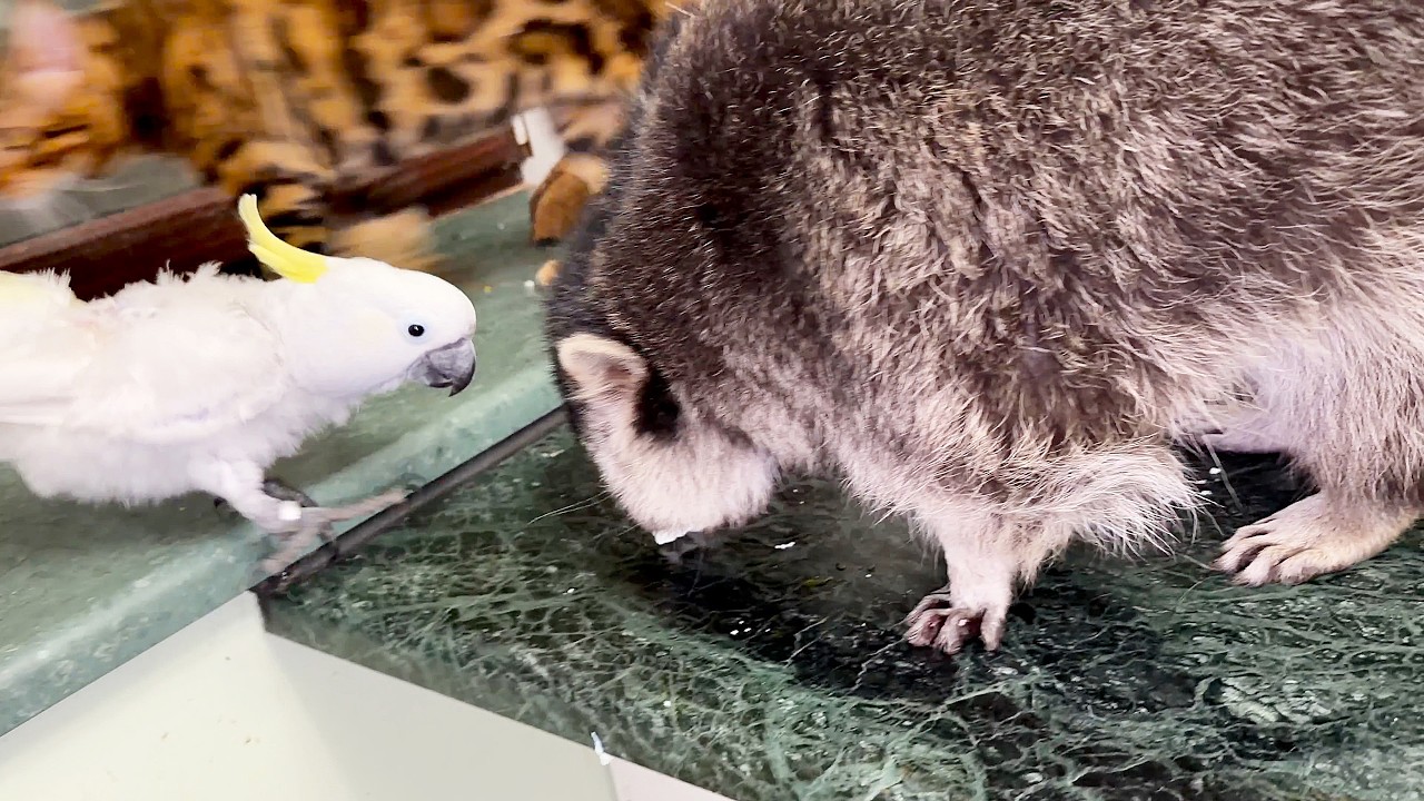 Charlie the parrot took the raccoon's egg. Попугай Чарли забрал у енота его яйцо.