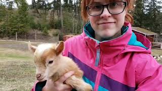 Disbudding baby goats using the Rhinehart x30