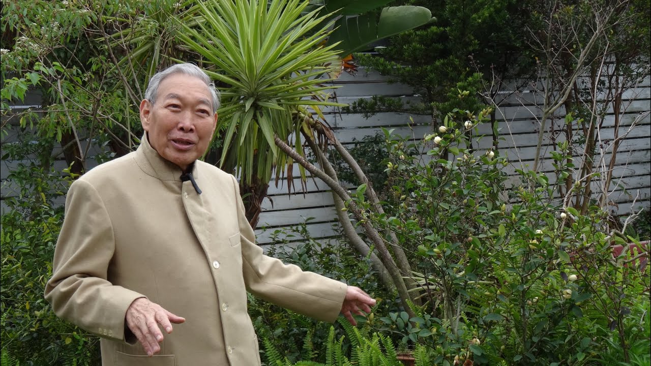 台灣常見的植物(十五)含笑花