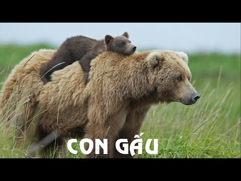 Tiếng kêu động vật HÌNH ẢNH VÀ TIẾNG KÊU CỦA CON GẤU sounds and image of the BEAR | Foci